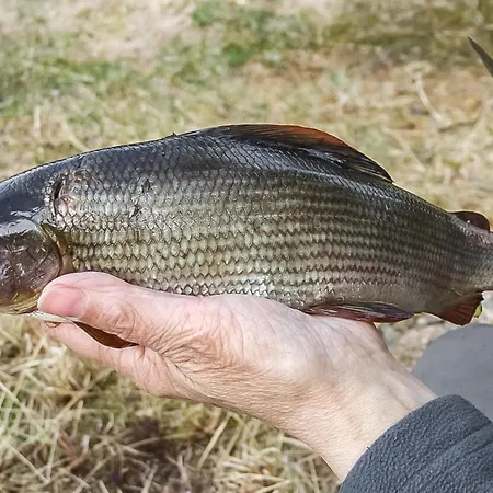 Kitkajoen Lomatuvat Ahven By Interhome Holiday home Kuusamo